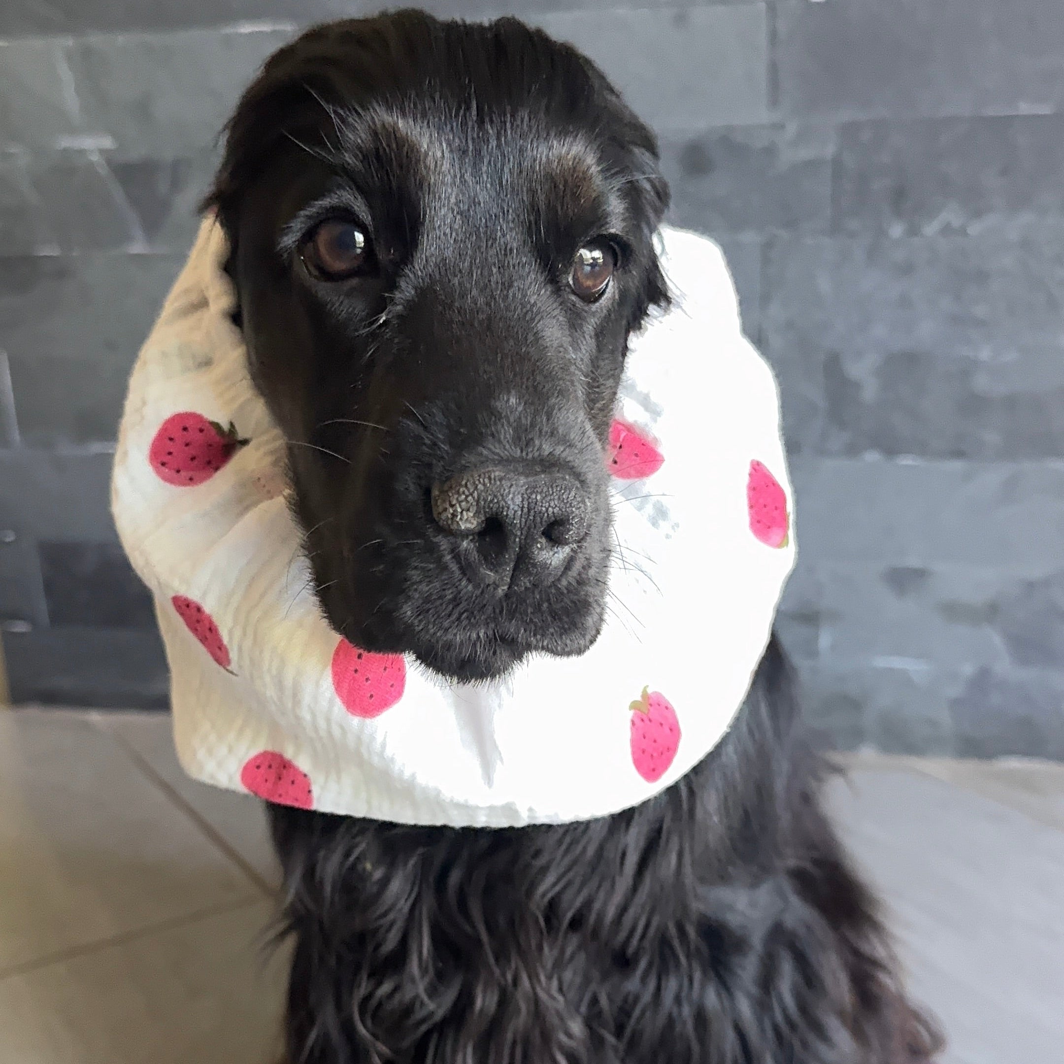 Snood gaze de coton FRAISES