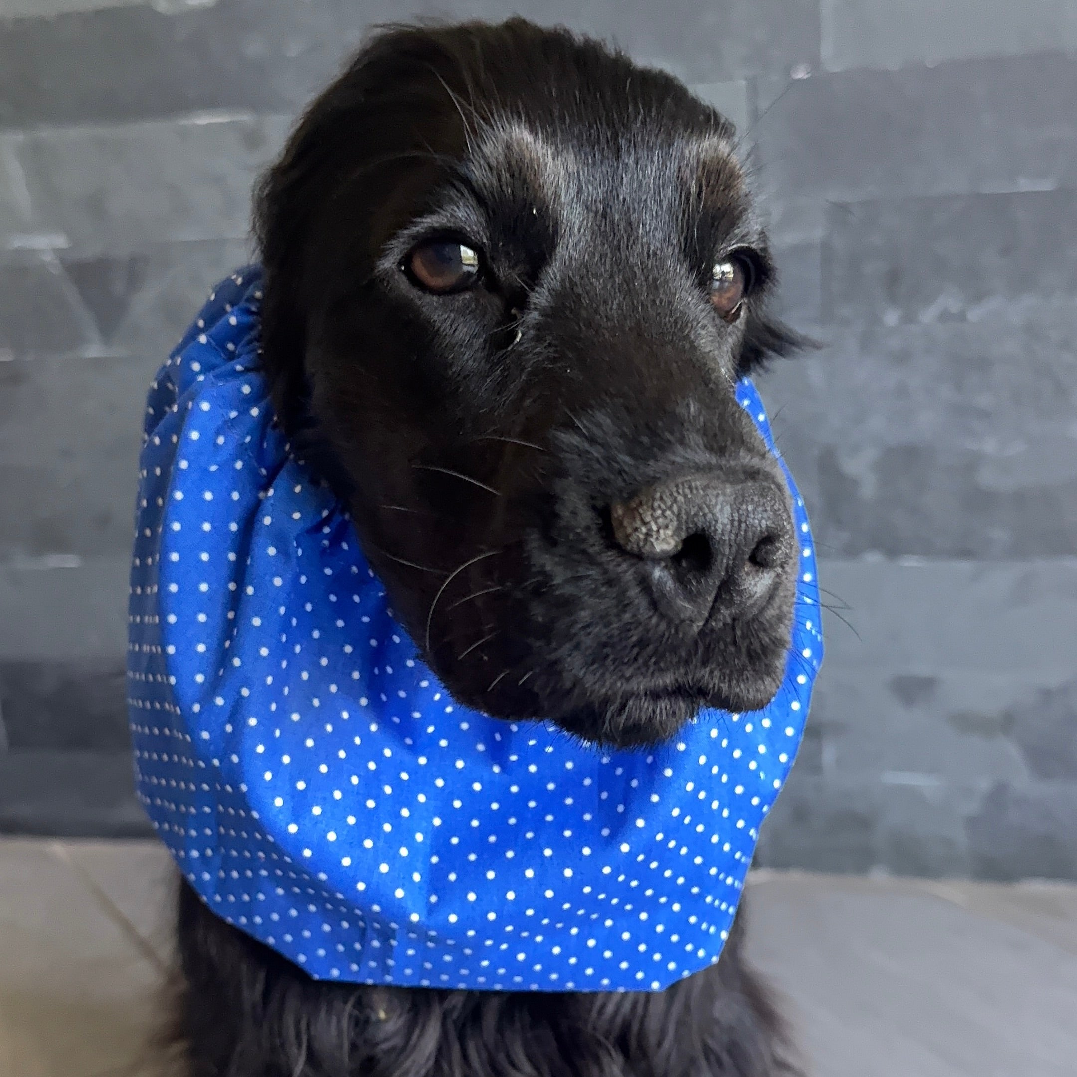 Snood coton  POIS BLEU INTENSE